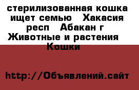 стерилизованная кошка ищет семью - Хакасия респ., Абакан г. Животные и растения » Кошки   